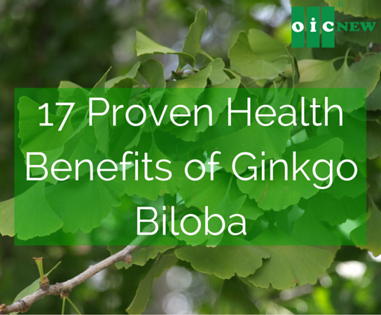 upload/files/herbal medicine/Ginkgo Biloba.jpg